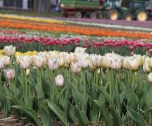 Tulipany na polach w Chrzypsku Wielkim