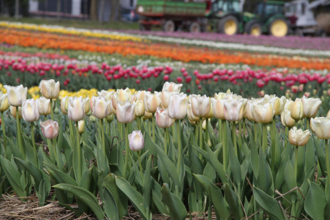 Tulipany na polach w Chrzypsku Wielkim