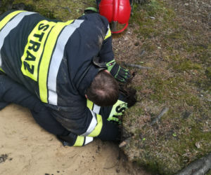 Nietypowa akcja strażaków z Kościana. Pomogli psu, który ugrzązł w norze w lesie