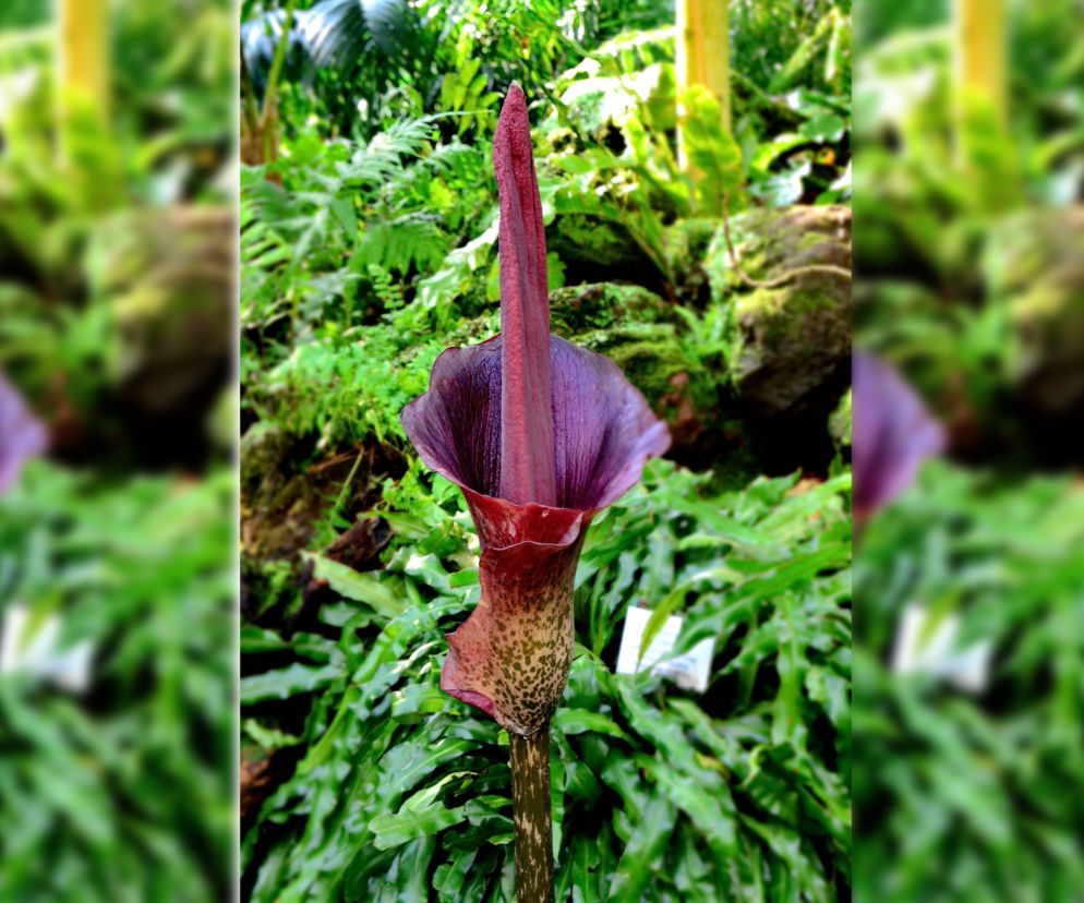 Amorphophallus konjac