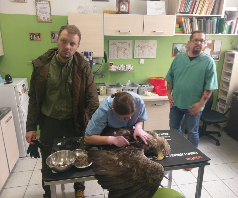 Ptaka nie udało się uratować