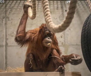 Orangutany nowymi mieszkańcami łódzkiego Orientarium