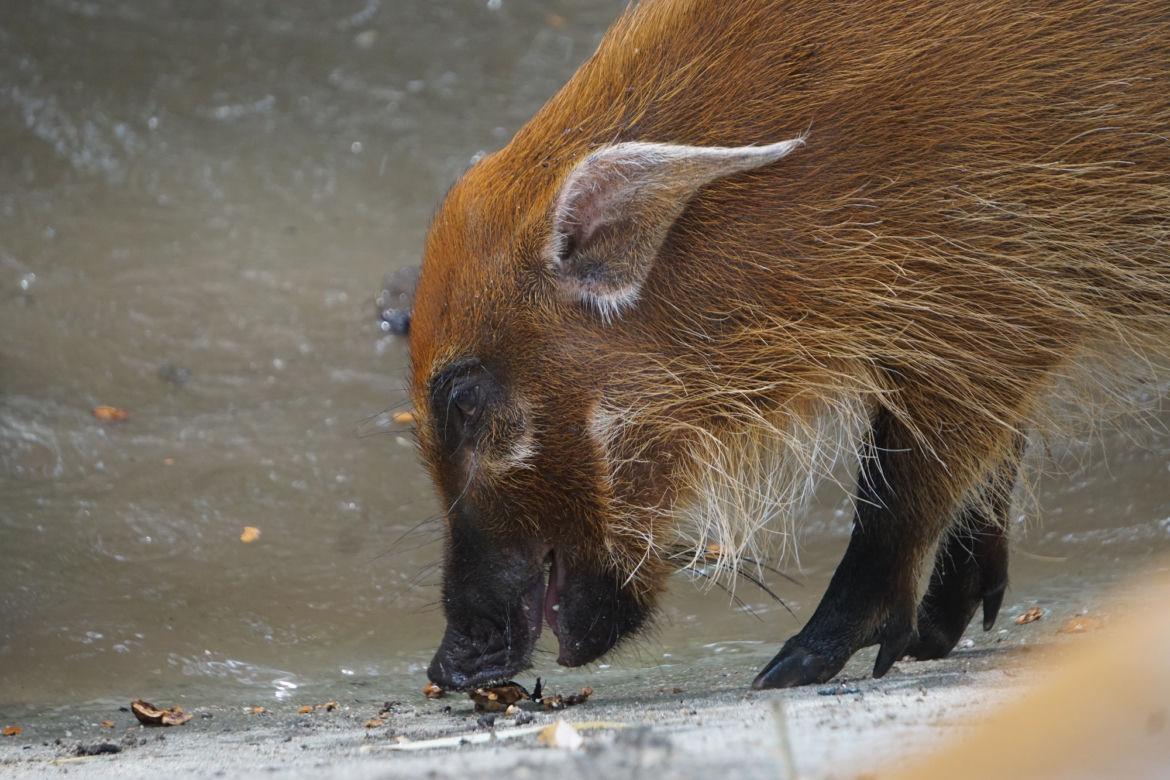 Zoo Wrocław: Świnie rzeczne