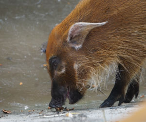 Zoo Wrocław: Świnie rzeczne