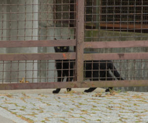 Koty Jarka nas terroryzują