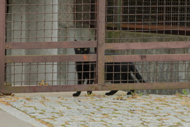 Koty Jarka nas terroryzują