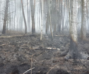 Podkarpacie: W powiecie stalowowolskim spłonęło 50 ha lasu