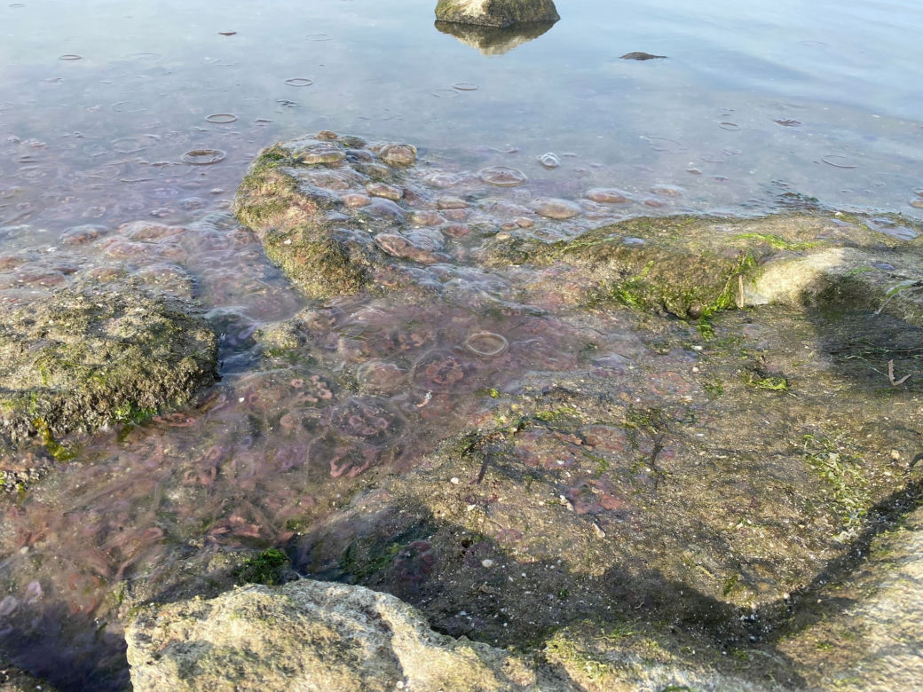Krążkopławy opanowały świnoujską plażę. To prawdziwa inwazja!