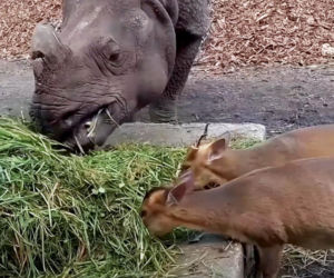Jest kolejne nagranie Maruśki i mundżaka! O sympatycznym duecie z Zoo Wrocław mówi już cały świat