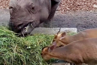 Jest kolejne nagranie Maruśki i mundżaka! O sympatycznym duecie z Zoo Wrocław mówi już cały świat