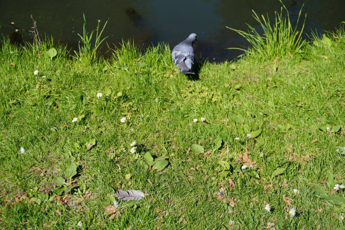 Park Sołacki w maju 2024