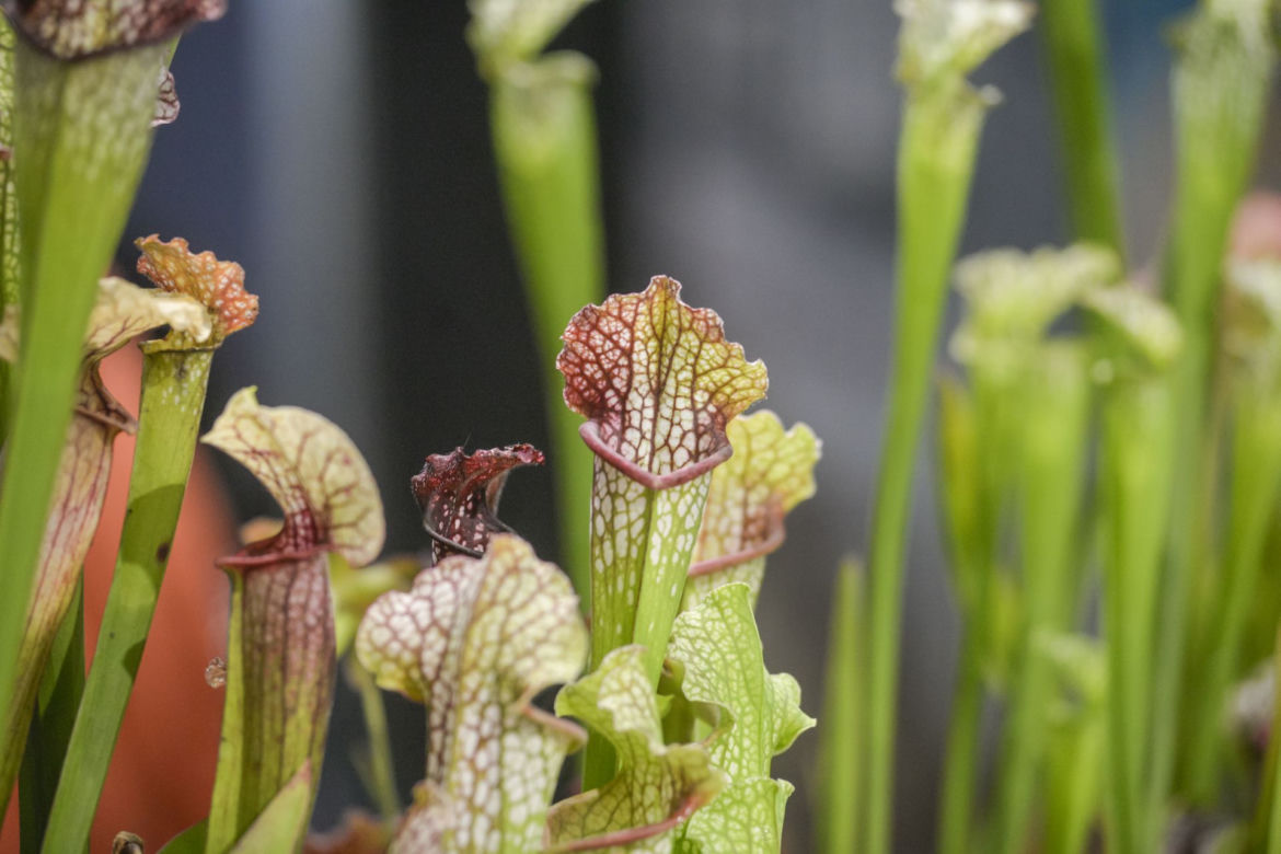 Kapturnica (Sarracenia)