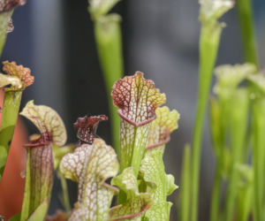 Kapturnica (Sarracenia)