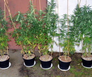 Sokółka. Nielegalna plantacja konopi zlikwidowana. Dwie osoby zatrzymane