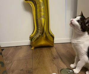 Rok temu walczył o życie. Dziś kot Panduś świętuje rocznicę w nowym domu