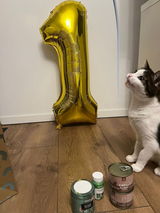 Rok temu walczył o życie. Dziś kot Panduś świętuje rocznicę w nowym domu