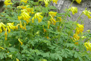 Kokorycz żółta - Corydalis lutea