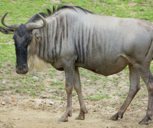 We wrocławskim zoo urodziły się gnu białobrode