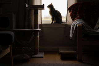 Kot sam w domu. Jak długo można go zostawić?