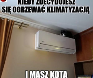 Koty opanowały internet!