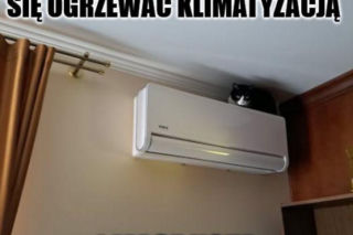 Koty opanowały internet!