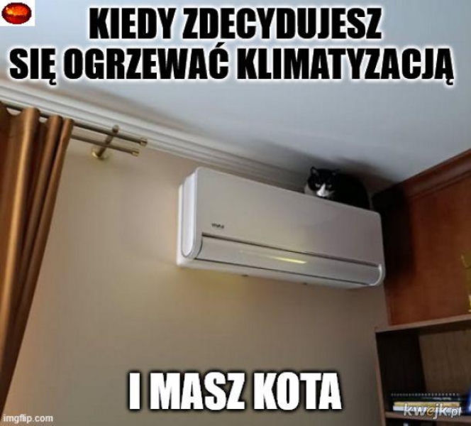 Koty opanowały internet!