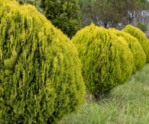 Biota wschodnia ‘Aurea Nana’