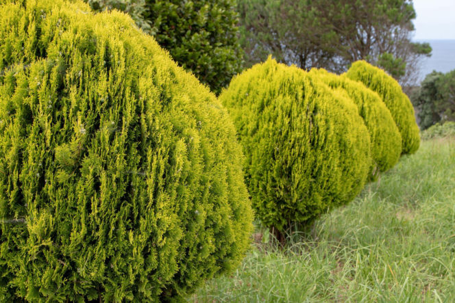 Biota wschodnia ‘Aurea Nana’
