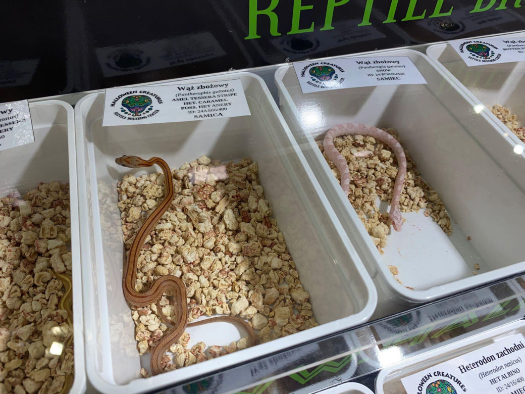 Zooegotyka w Zielonej Górze. Do hali CRS przybyły tłumy