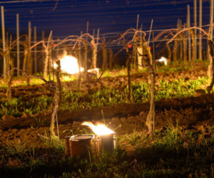 Przymrozki w winnicy - podgrzewanie winorośli