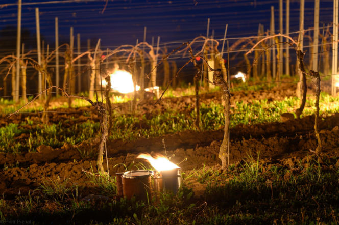 Przymrozki w winnicy - podgrzewanie winorośli