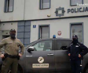 Śląskie: Coraz więcej przypadków kradzieży choinek z lasów. Będzie więcej patroli straży leśnej [ZDJĘCIA]