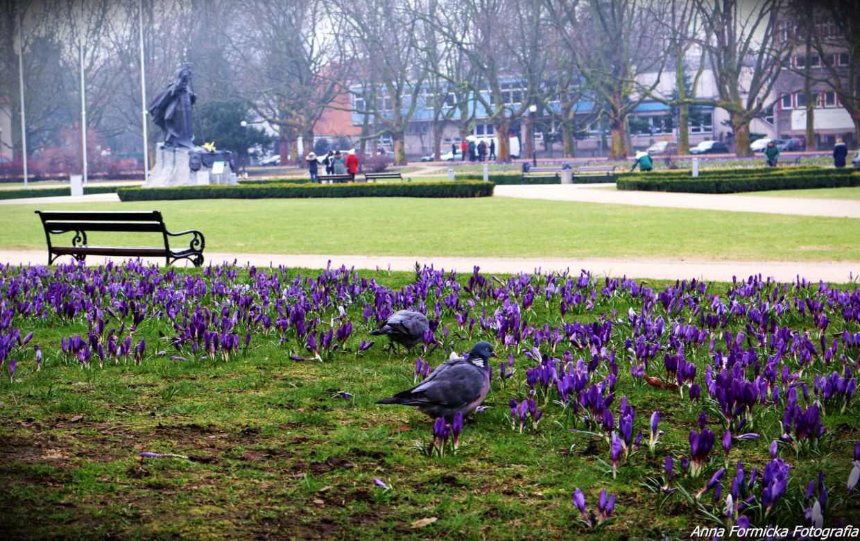 Krokusy w Szczecinie