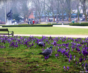 Krokusy w Szczecinie