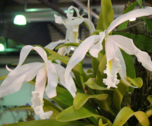 Storczyk Cattleya