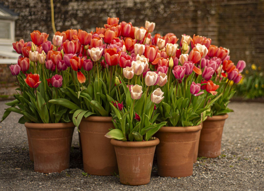 Tulipany w donicach