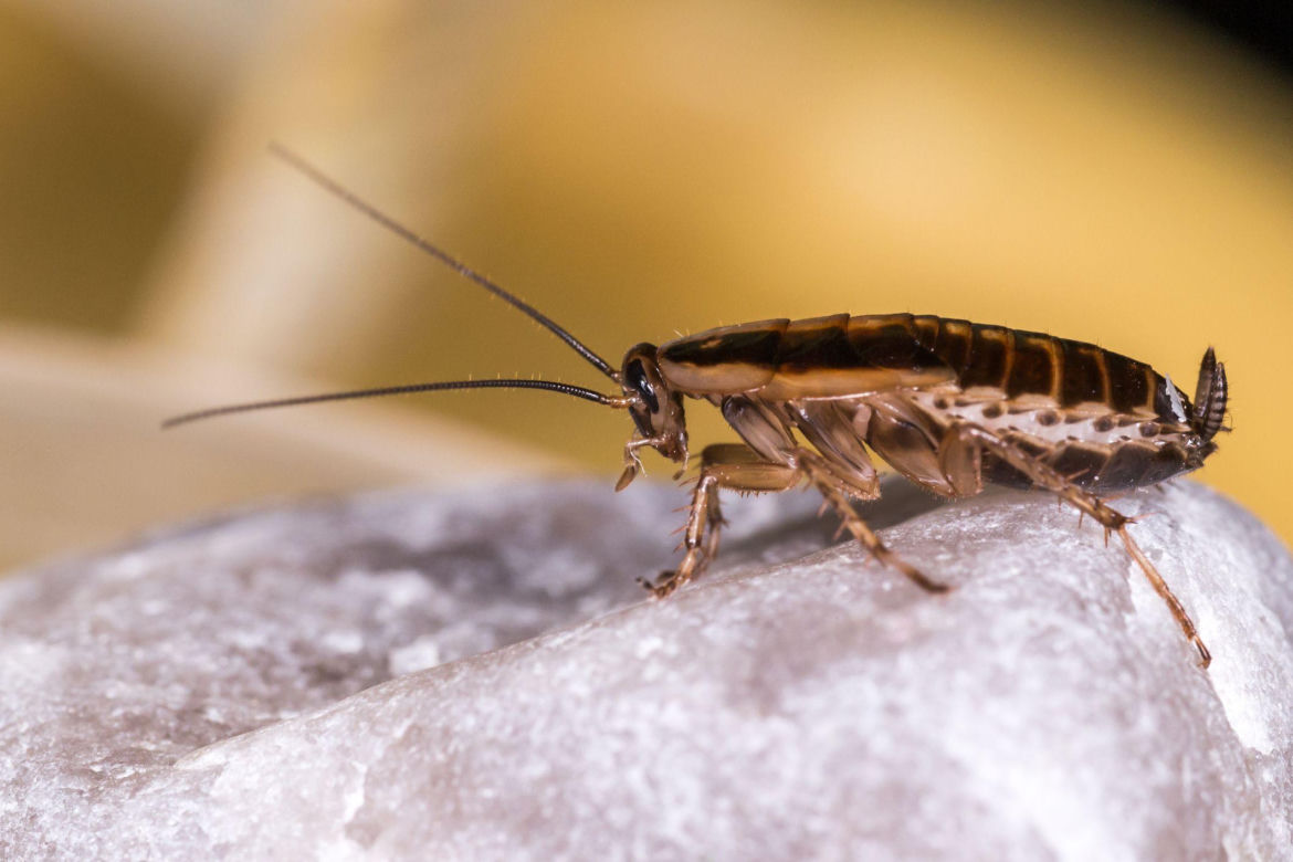 Prusak (Blattella germanica)