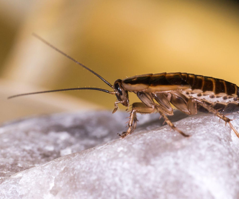 Prusak (Blattella germanica)