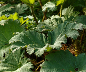 Gunnera olbrzymia