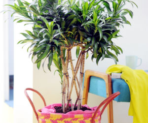 Dracena w kolorowym koszyku