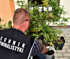 Augustów. Zatrzymani sami powiedzieli policjantom, że uprawiają narkotyki