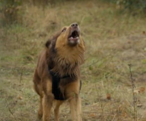 Barwy szczęścia odc. 3232. Pies Mario