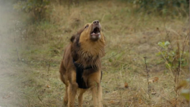 Barwy szczęścia odc. 3232. Pies Mario