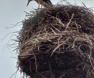 Maciek wrócił do Bydgoszczy. Znany bocian znów ogłasza nadejście wiosny!