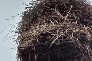 Maciek wrócił do Bydgoszczy. Znany bocian znów ogłasza nadejście wiosny!