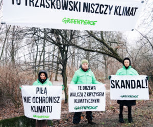Aktywiści Greenpeace bronią drzew nad Wisłą