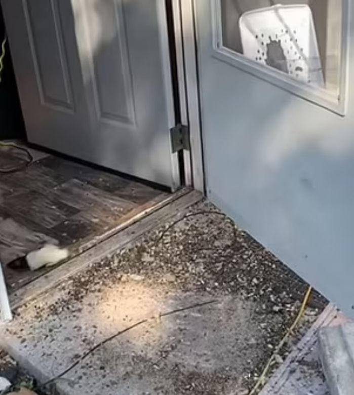  Dziecko uratowane od trzystu szczurów, węży i karaluchów! Matka aresztowana