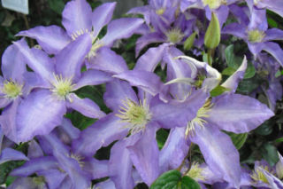 Powojnik wielkokwiatowy 'Anna German' - Clematis 'Anna German'