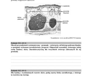 Matura 2018 z biologii. Poziom rozszerzony - arkusze CKE