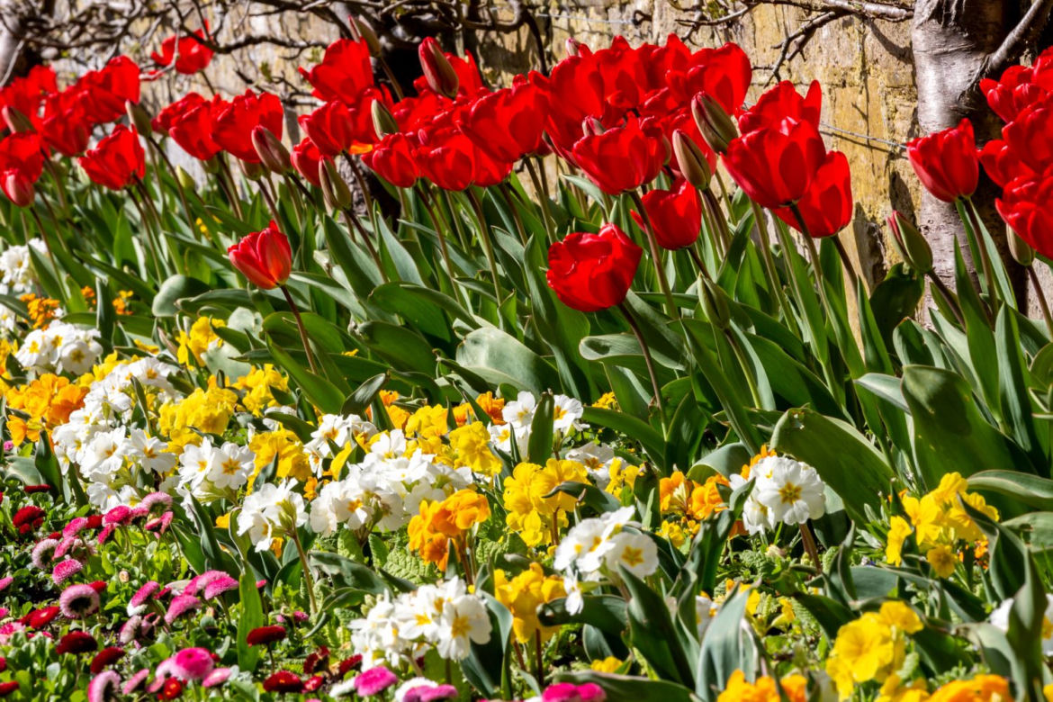 Tulipan
